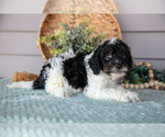 Small Photo #13 Poodle (Miniature) Puppy For Sale in WOLCOTTVILLE, IN, USA