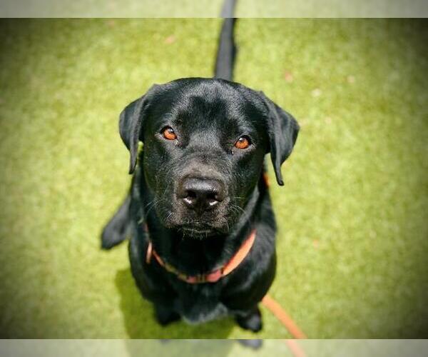 Medium Photo #1 Labrador Retriever Puppy For Sale in Orlando, FL, USA