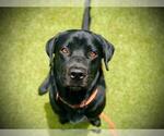 Small Labrador Retriever