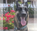 Small #4 German Shepherd Dog Mix