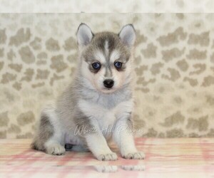 Pomsky Puppy for sale in DENVER, PA, USA