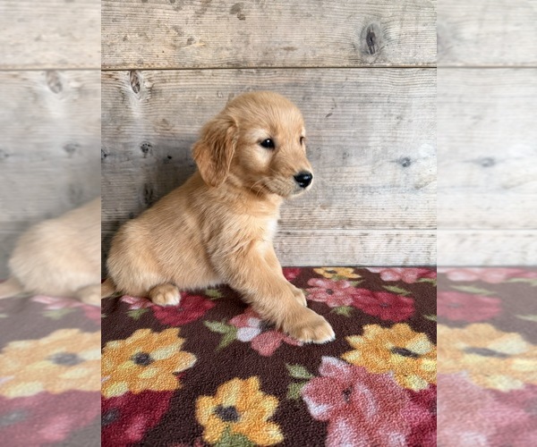 Medium Photo #9 Golden Retriever Puppy For Sale in VERMONTVILLE, MI, USA