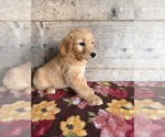 Litter of 4 - Male(s) and Female(s) Golden RetrieverLitter of Puppies for Sale - Photo #9