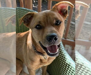 Labrador Retriever-Unknown Mix Dogs for adoption in Hillsboro, NH, USA