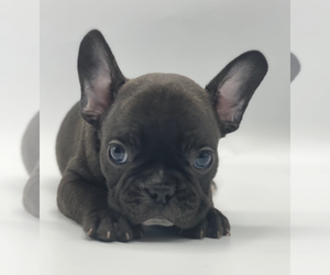 French Bulldog Puppy for sale in JUPITER, FL, USA