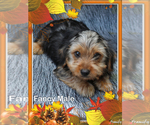 Small Photo #6 Yorkshire Terrier Puppy For Sale in SCOTTSVILLE, KY, USA