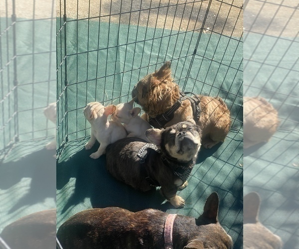 Medium Photo #7 French Bulldog Puppy For Sale in SNELLVILLE, GA, USA