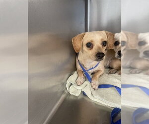Chihuahua-Unknown Mix Dogs for adoption in Tallahassee, FL, USA