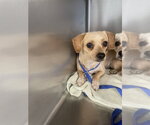 Small Chihuahua Mix