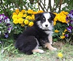 Small #6 Miniature Australian Shepherd