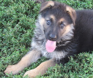 German Shepherd Dog Puppy for sale in COLUMBUS, NE, USA