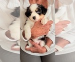 Small Photo #4 Miniature Australian Shepherd-Pomsky Mix Puppy For Sale in CHICAGO, IL, USA