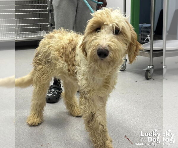 Medium Photo #3 Golden Retriever-Unknown Mix Puppy For Sale in Washington, DC, USA