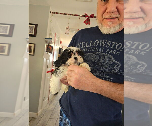 Medium Photo #1 Shih Tzu Puppy For Sale in GRAFTON, MA, USA