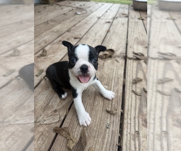 Medium Photo #2 Boston Terrier Puppy For Sale in FREDONIA, KS, USA