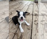 Small #1 Boston Terrier