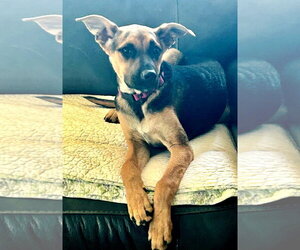 Chillie - Female Mutt Dog for Adoption - Photo #2