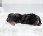 Small #41 Cockapoo