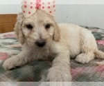 Small #13 Goldendoodle