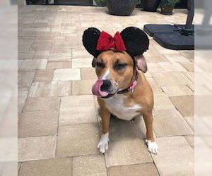 Peaches - F - Female Catahoula Leopard Dog-Unknown Mix Dog for Adoption - Photo #6