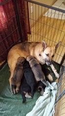 Mother of the German Shepherd Dog puppies born on 01/21/2018