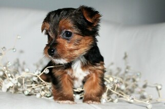 YorkiePoo Puppy for sale in MIDDLEBURG, PA, USA