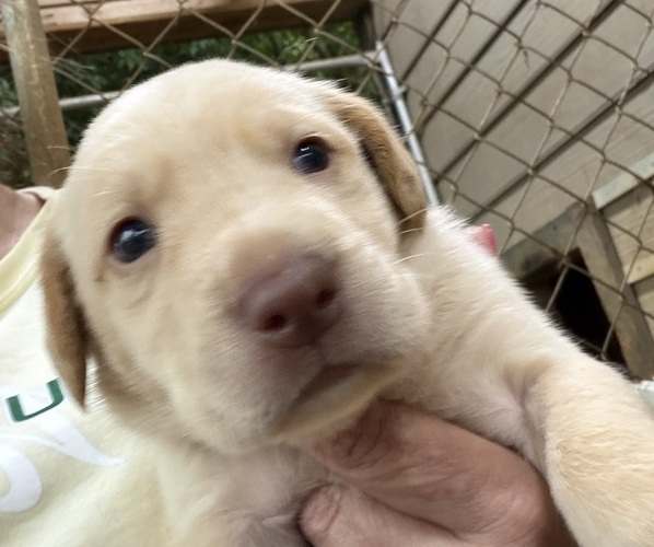 Medium Photo #4 Labrador Retriever Puppy For Sale in ORANGEBURG, SC, USA