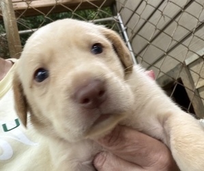 Medium Labrador Retriever