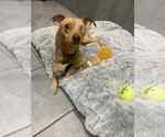 Small #5 Chihuahua Mix