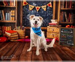 Small #3 Chihuahua-Chow Chow Mix