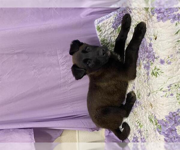 Medium Photo #1 Border Collie-Unknown Mix Puppy For Sale in Modesto, CA, USA