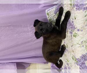 Border Collie-Unknown Mix Dogs for adoption in Modesto, CA, USA