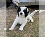 Puppy Puppy 2 Bernedoodle