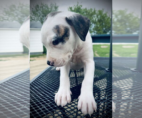 Medium Photo #4 American Bulldog-Labrador Retriever Mix Puppy For Sale in Columbus, IN, USA