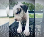 Small #3 American Bulldog-Labrador Retriever Mix