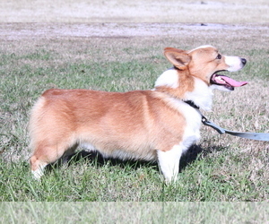 Father of the Pembroke Welsh Corgi puppies born on 01/10/2020