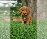 Small #1 Goldendoodle