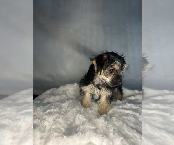 Medium Photo #16 Morkie Puppy For Sale in CONCORD, CA, USA