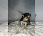 Small #5 Morkie