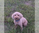 Mason - Male Poodle (Miniature) Dog for Adoption - Small photo