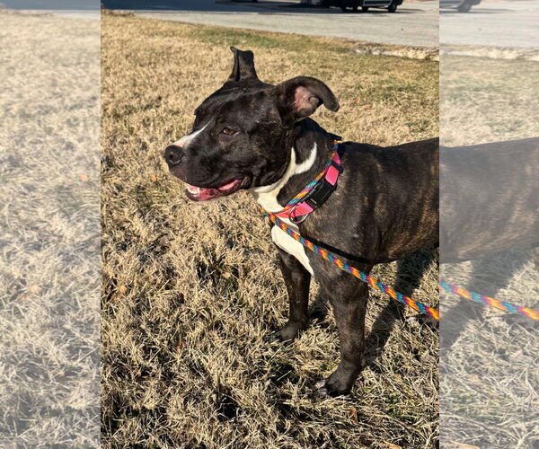 Medium Photo #10 American Pit Bull Terrier-Unknown Mix Puppy For Sale in Germantown, OH, USA