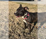 Small #9 American Pit Bull Terrier Mix
