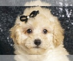 Puppy Comet UABR Poodle (Toy)