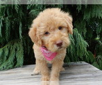 Small #5 Labradoodle