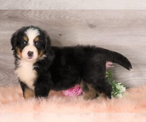 Bernese Mountain Dog Puppy for sale in FREDERICKSBG, OH, USA