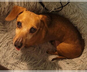 Dachshund Dogs for adoption in Taunton, MA, USA