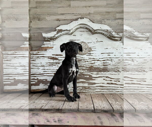 Medium Photo #4 Labrador Retriever-Unknown Mix Puppy For Sale in Rockaway, NJ, USA