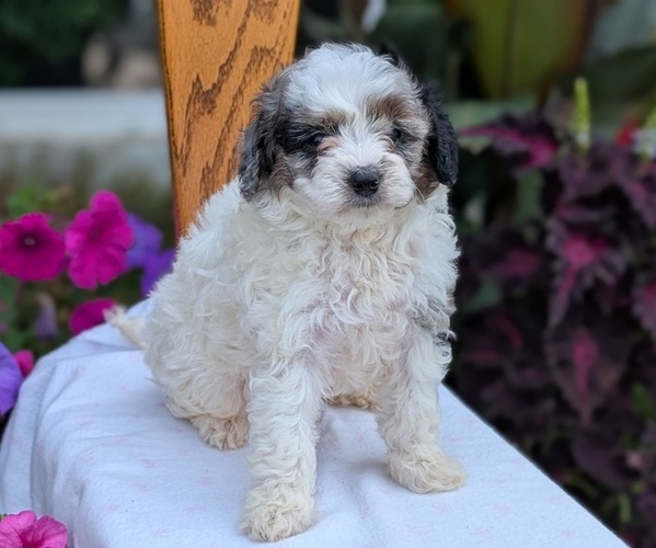 Medium Photo #40 Maltipoo (Toy) Puppy For Sale in GOSHEN, IN, USA