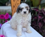 Small Photo #40 Maltipoo (Toy) Puppy For Sale in GOSHEN, IN, USA