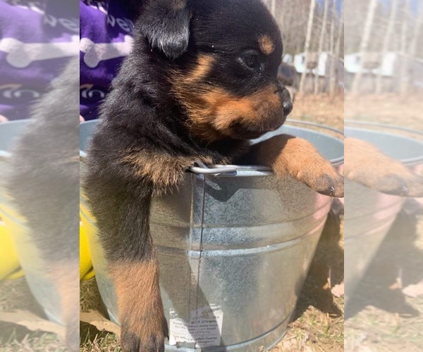 Medium Photo #5 Rottweiler Puppy For Sale in WINDSOR, ME, USA